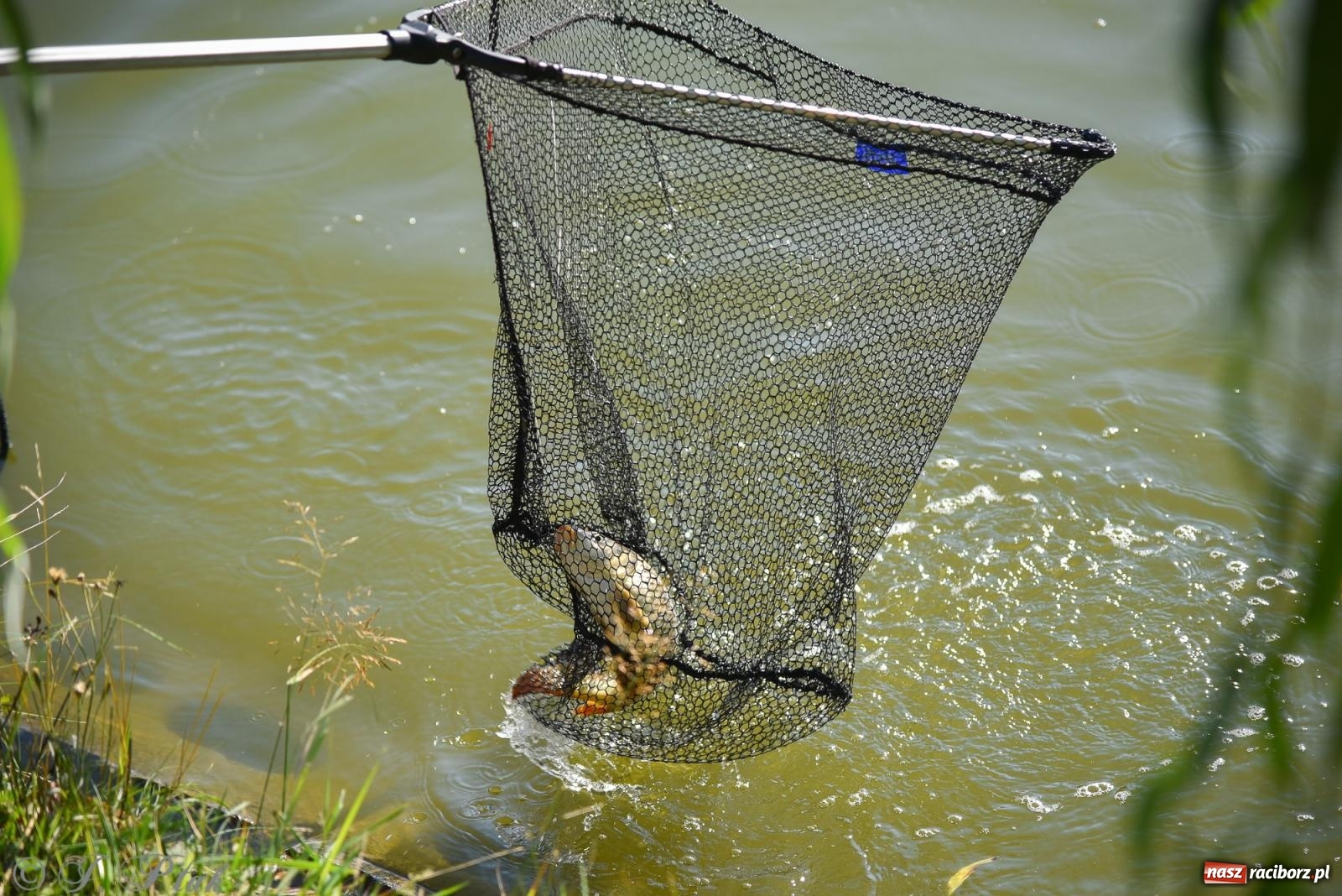 Zdjęcie w galerii na portalu naszraciborz.pl: Aż trudno uwierzyć, gdzie w Raciborzu złowiono tego szczupaka! wiadomości z regionu