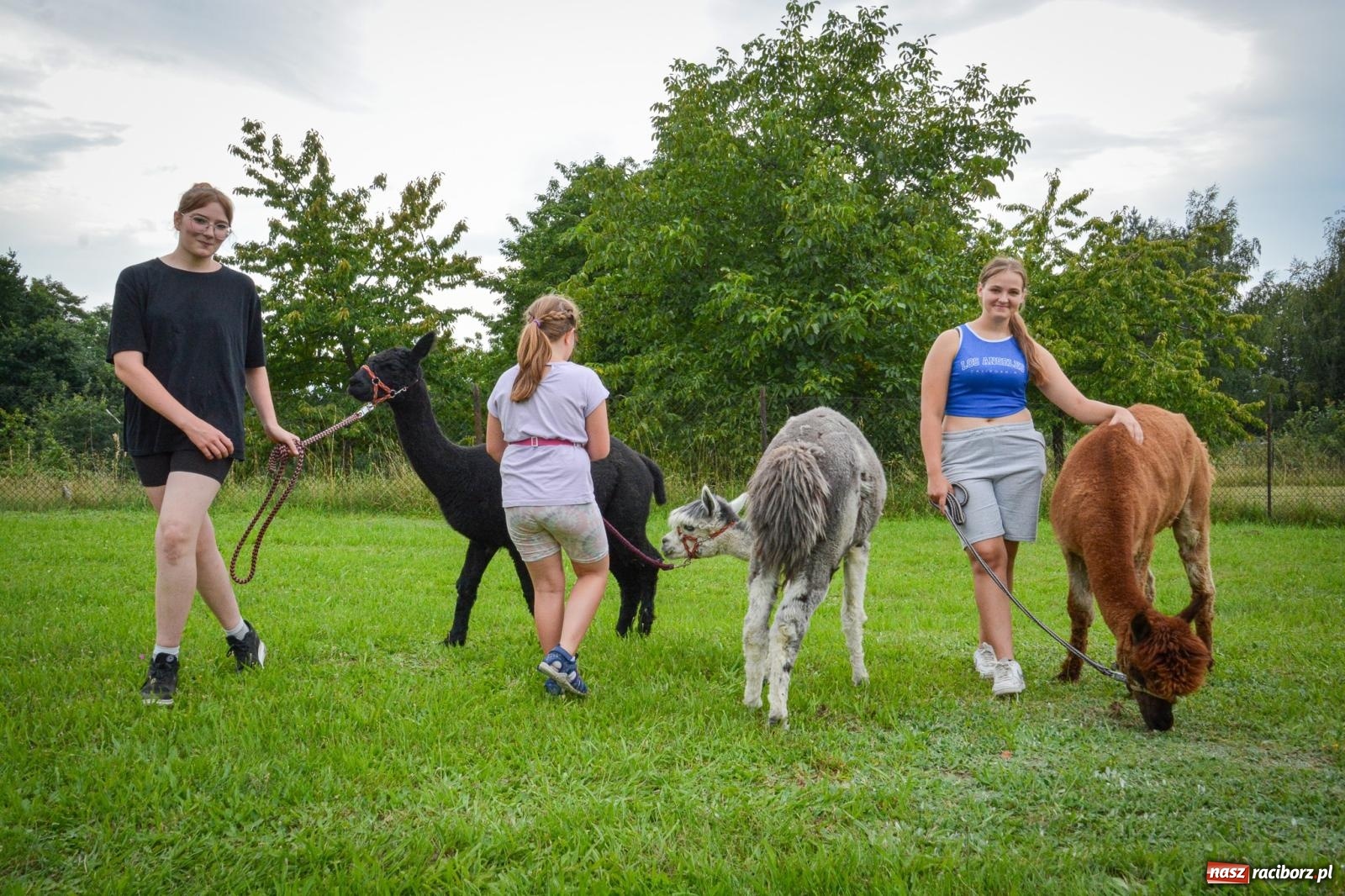 Zdjęcie w galerii na portalu naszraciborz.pl: Mateusz Ziółko i setki gości na trzecim festynie parafialnym w Brzeziu [FOTO i WIDEO] wiadomości z regionu
