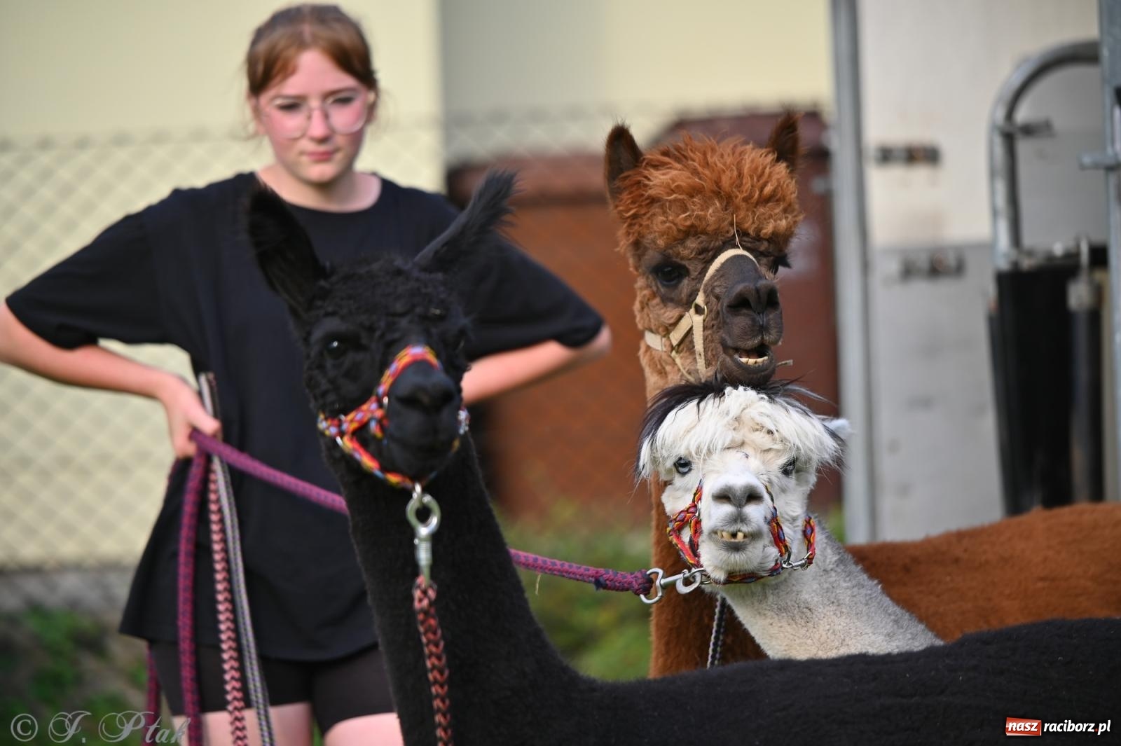 Zdjęcie w galerii na portalu naszraciborz.pl: Trzeci festyn parafialny w Raciborzu-Brzeziu – rodzinne święto z udziałem gości z całego województwa - relacja na bis! wiadomości z regionu