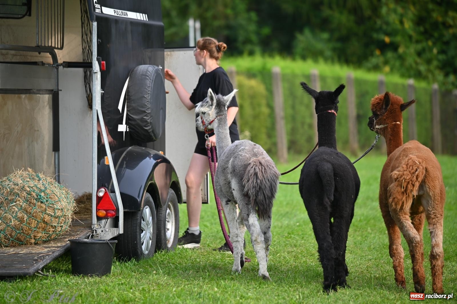 Zdjęcie w galerii na portalu naszraciborz.pl: Trzeci festyn parafialny w Raciborzu-Brzeziu – rodzinne święto z udziałem gości z całego województwa - relacja na bis! wiadomości z regionu