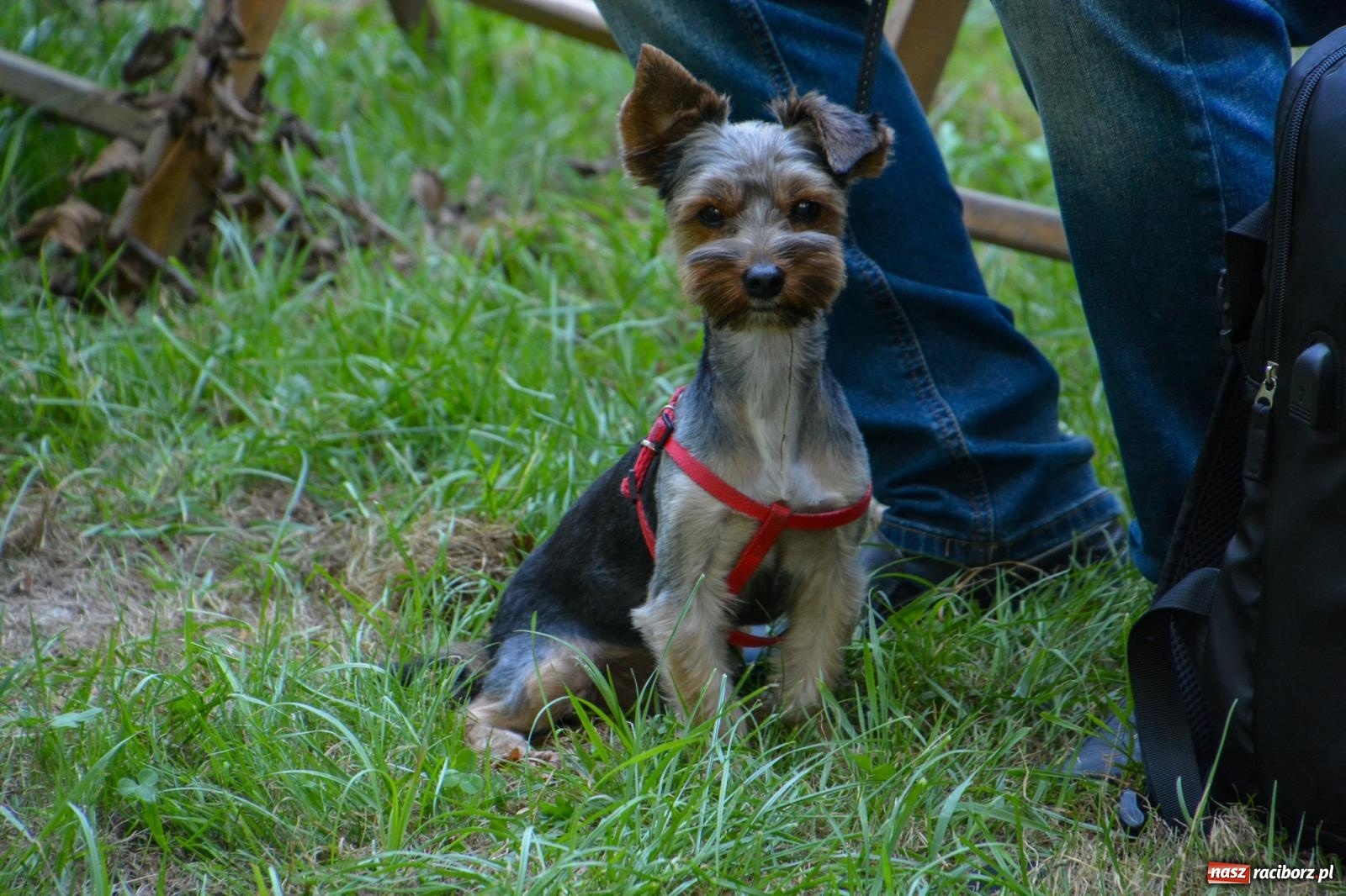 Zdjęcie w galerii na portalu naszraciborz.pl: Arboretum Bramy Morawskiej: Msza polowa z okazji Wniebowzięcia NMP i Święta Wojska Polskiego oraz koncert  wiadomości z regionu