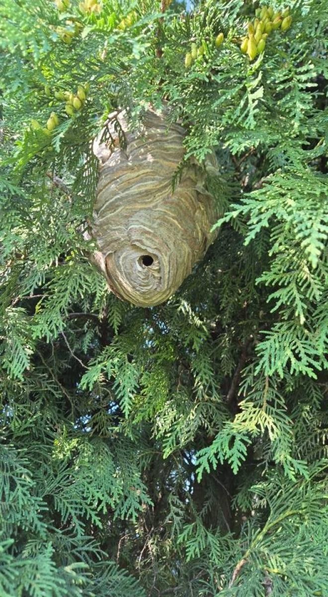 Zdjęcie w galerii na portalu naszraciborz.pl: Gniazda owadów i sprzątanie po kolizji. Niedzielne interwencje strażaków wiadomości z regionu