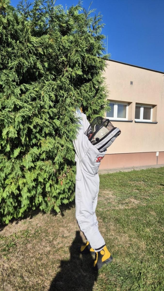 Zdjęcie w galerii na portalu naszraciborz.pl: Gniazda owadów i sprzątanie po kolizji. Niedzielne interwencje strażaków wiadomości z regionu