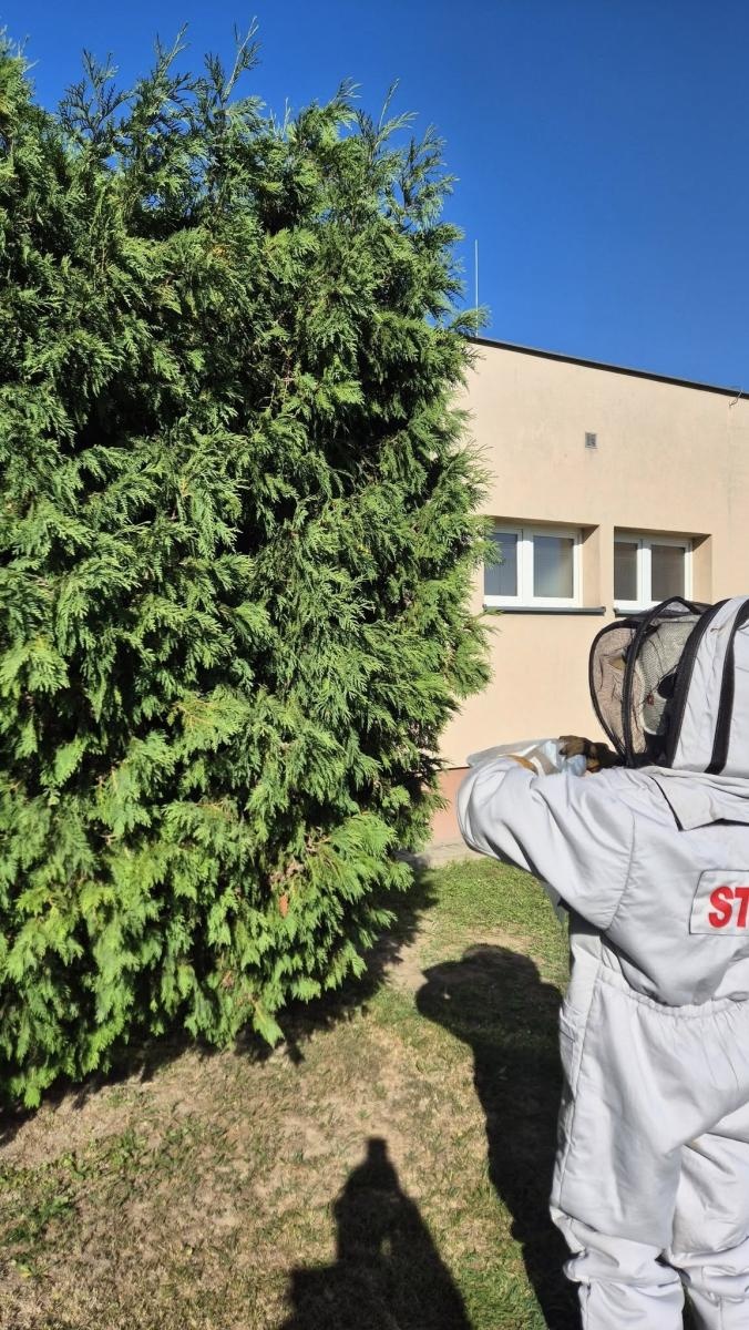 Zdjęcie w galerii na portalu naszraciborz.pl: Gniazda owadów i sprzątanie po kolizji. Niedzielne interwencje strażaków wiadomości z regionu