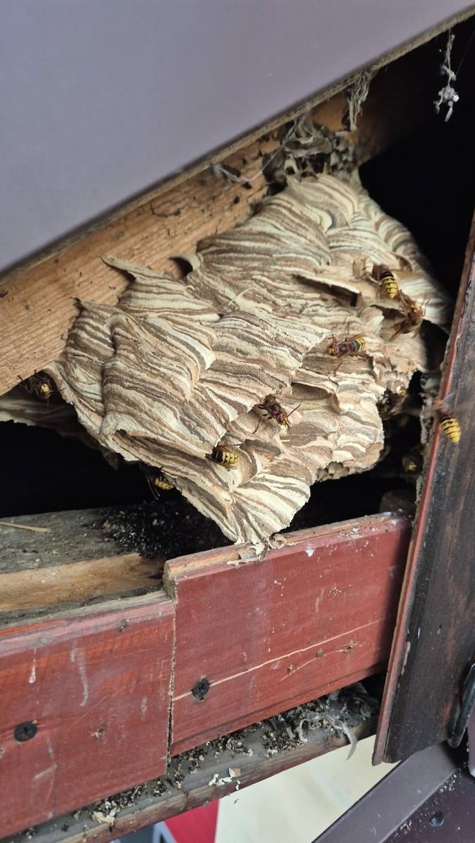 Zdjęcie w galerii na portalu naszraciborz.pl: Raport 998: pożar w Szonowicach, kolizja i inwazja szerszeni wiadomości z regionu