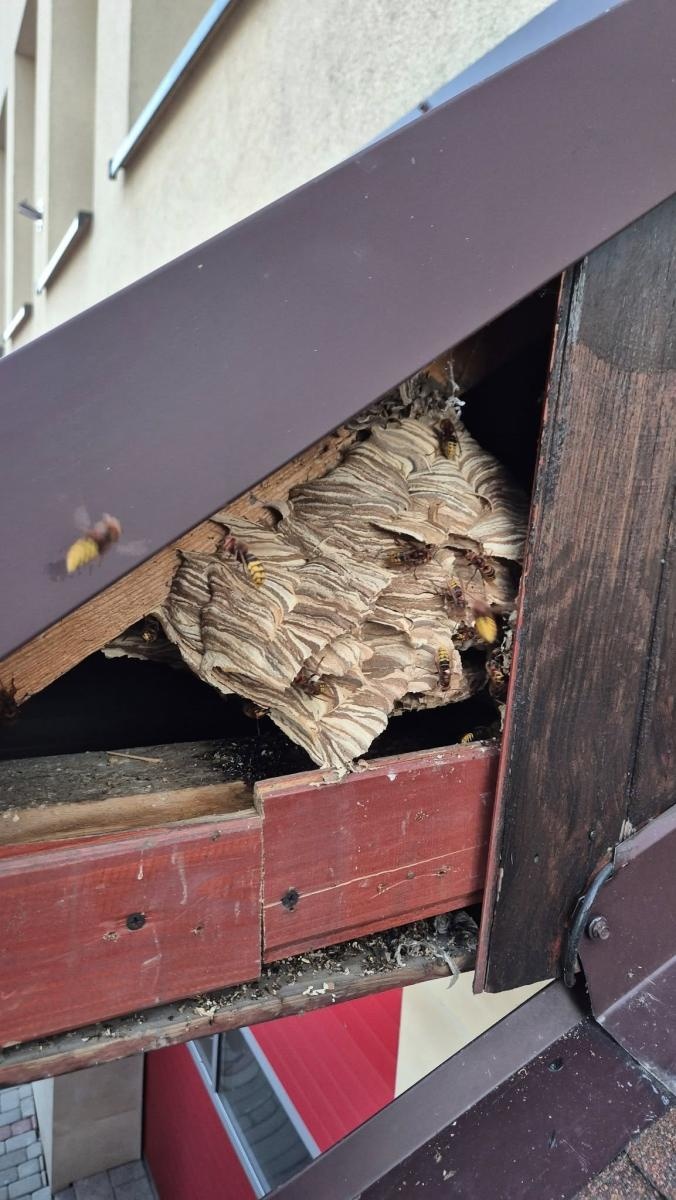 Zdjęcie w galerii na portalu naszraciborz.pl: Raport 998: pożar w Szonowicach, kolizja i inwazja szerszeni wiadomości z regionu