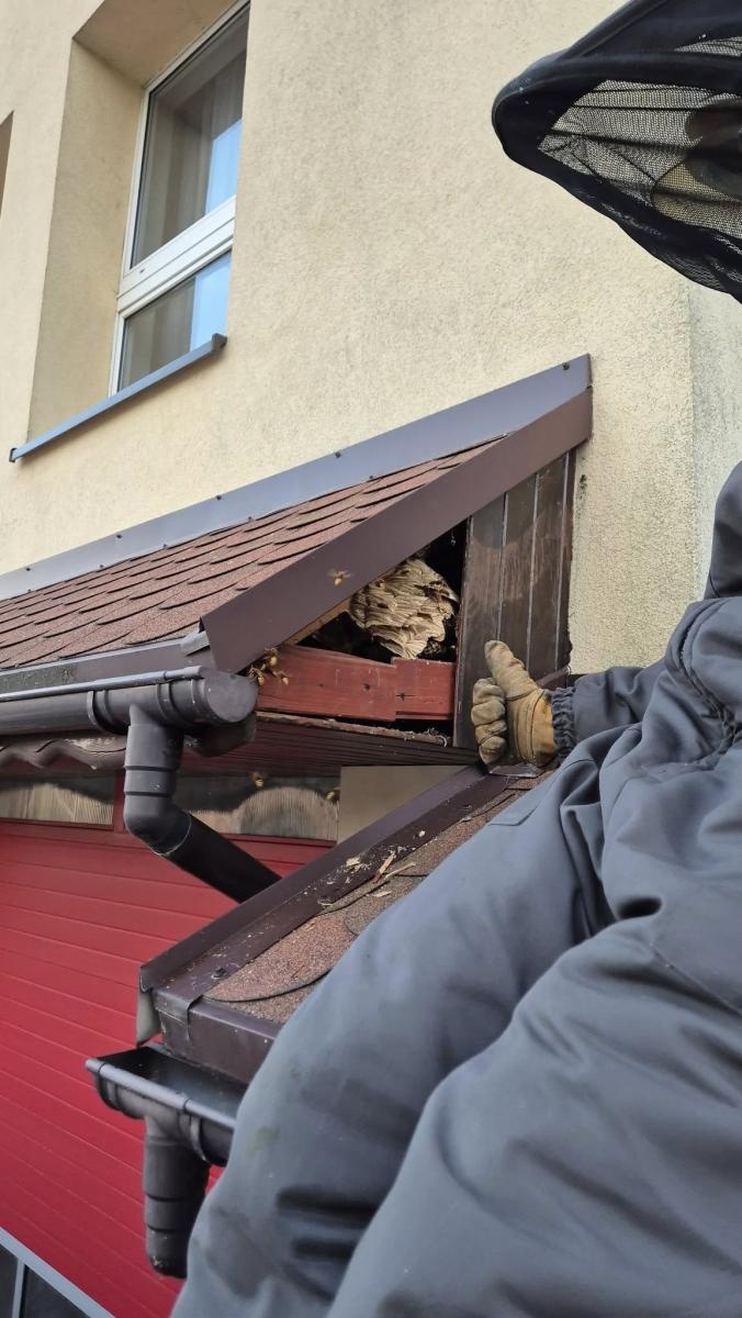 Zdjęcie w galerii na portalu naszraciborz.pl: Raport 998: pożar w Szonowicach, kolizja i inwazja szerszeni wiadomości z regionu