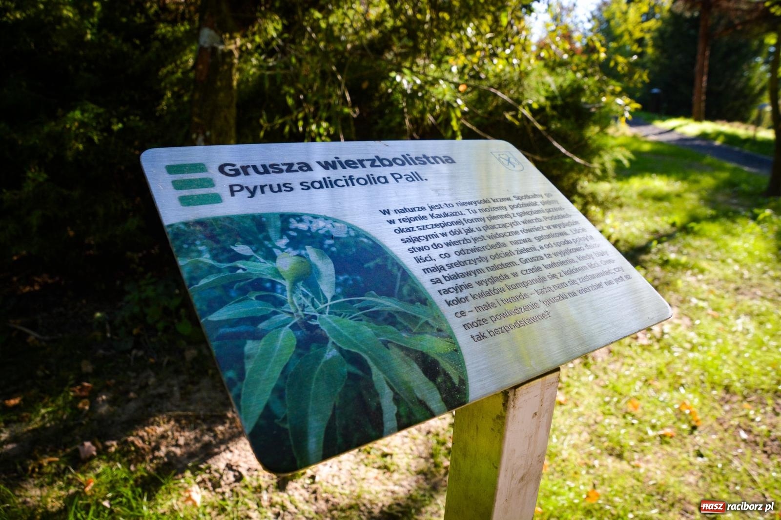 Zdjęcie w galerii na portalu naszraciborz.pl: Nowe, wyjątkowe miejsce na mapie powiatu raciborskiego. Z rajską jabłonią [FOTO i WIDEO] wiadomości z regionu
