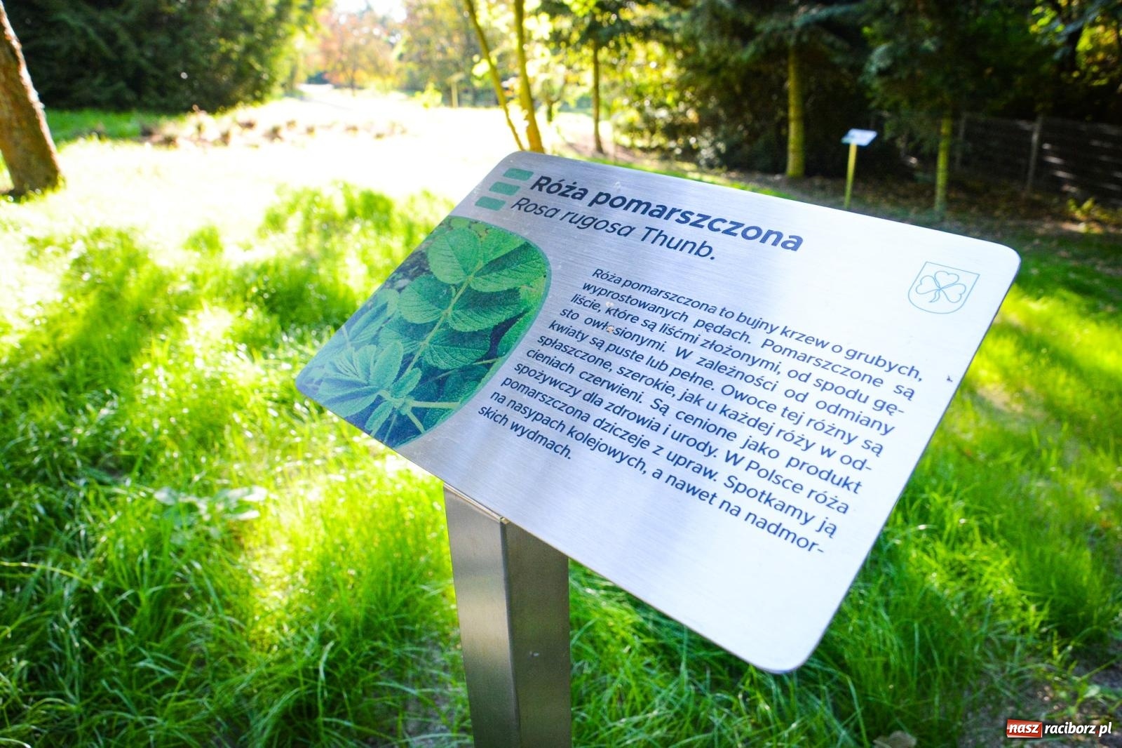 Zdjęcie w galerii na portalu naszraciborz.pl: Nowe, wyjątkowe miejsce na mapie powiatu raciborskiego. Z rajską jabłonią [FOTO i WIDEO] wiadomości z regionu