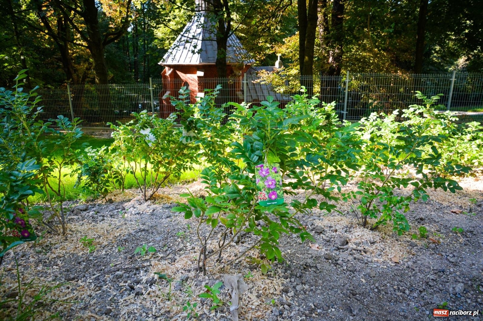 Zdjęcie w galerii na portalu naszraciborz.pl: Nowe, wyjątkowe miejsce na mapie powiatu raciborskiego. Z rajską jabłonią [FOTO i WIDEO] wiadomości z regionu