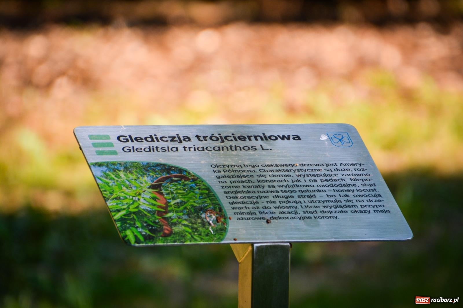 Zdjęcie w galerii na portalu naszraciborz.pl: Nowe, wyjątkowe miejsce na mapie powiatu raciborskiego. Z rajską jabłonią [FOTO i WIDEO] wiadomości z regionu