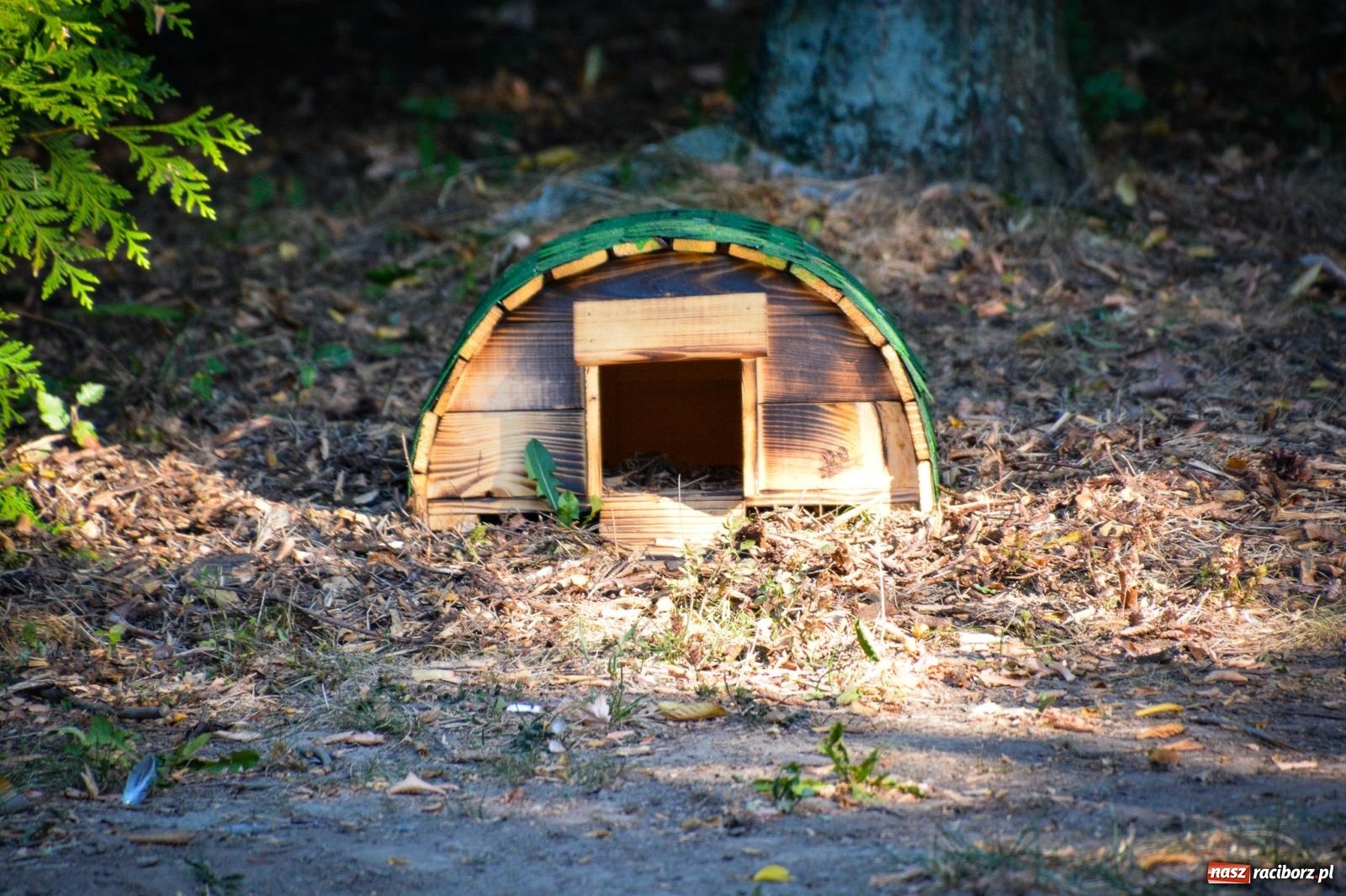 Zdjęcie w galerii na portalu naszraciborz.pl: Nowe, wyjątkowe miejsce na mapie powiatu raciborskiego. Z rajską jabłonią [FOTO i WIDEO] wiadomości z regionu
