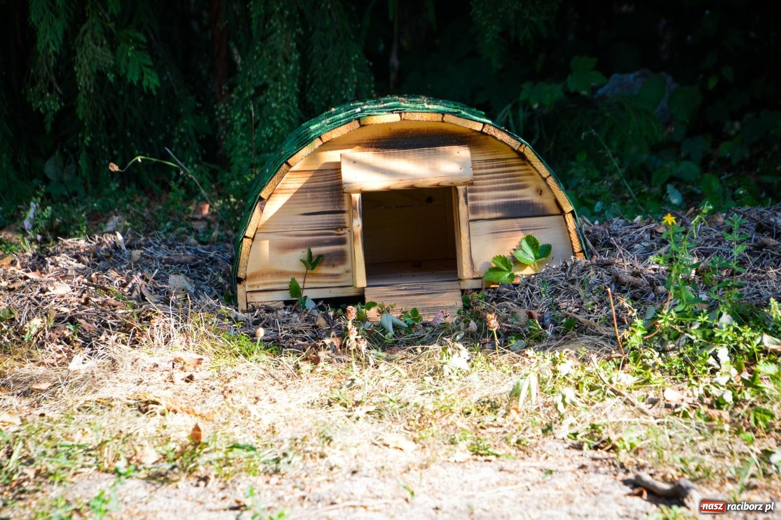 Zdjęcie w galerii na portalu naszraciborz.pl: Nowe, wyjątkowe miejsce na mapie powiatu raciborskiego. Z rajską jabłonią [FOTO i WIDEO] wiadomości z regionu