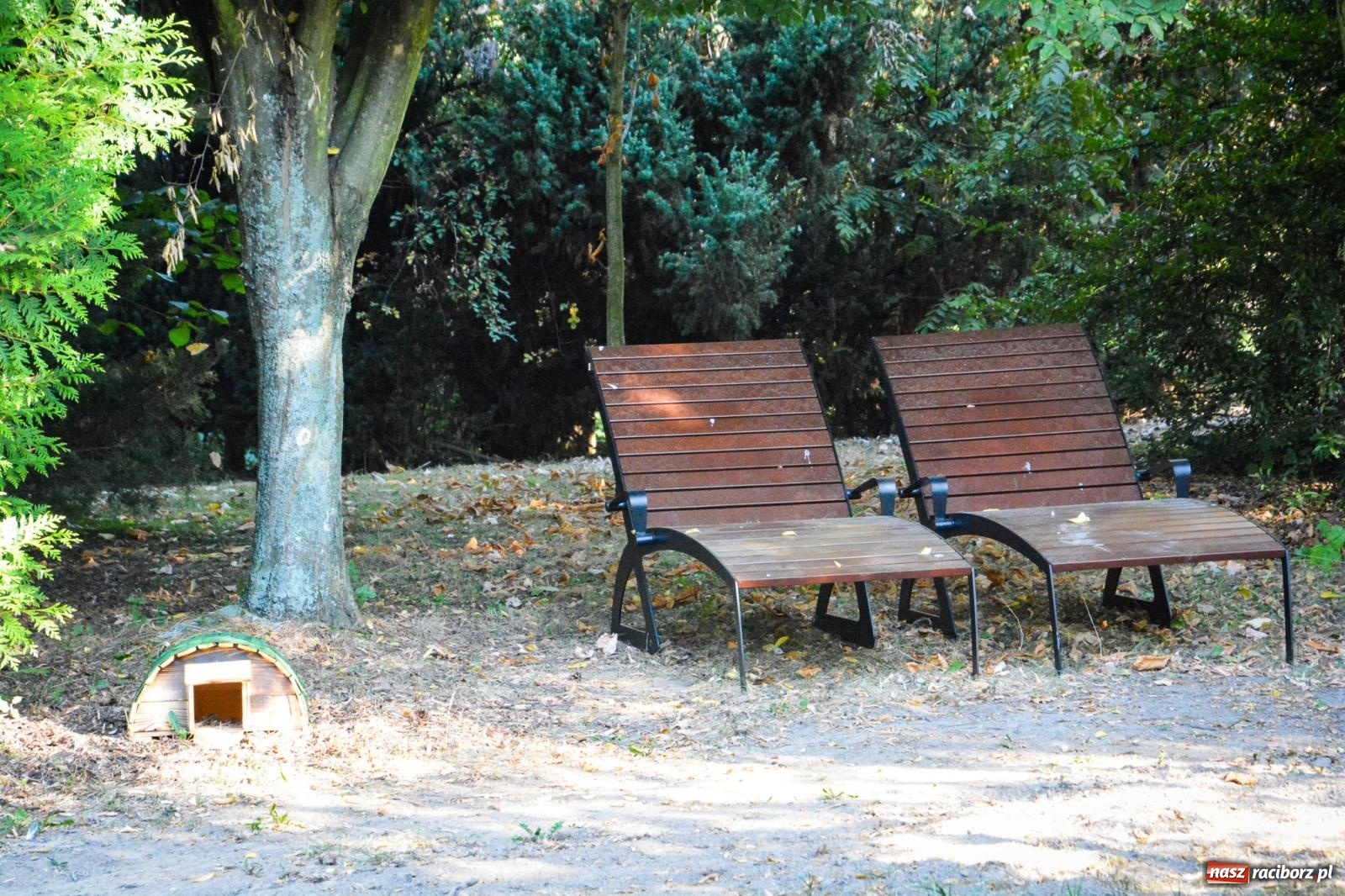 Zdjęcie w galerii na portalu naszraciborz.pl: Nowe, wyjątkowe miejsce na mapie powiatu raciborskiego. Z rajską jabłonią [FOTO i WIDEO] wiadomości z regionu