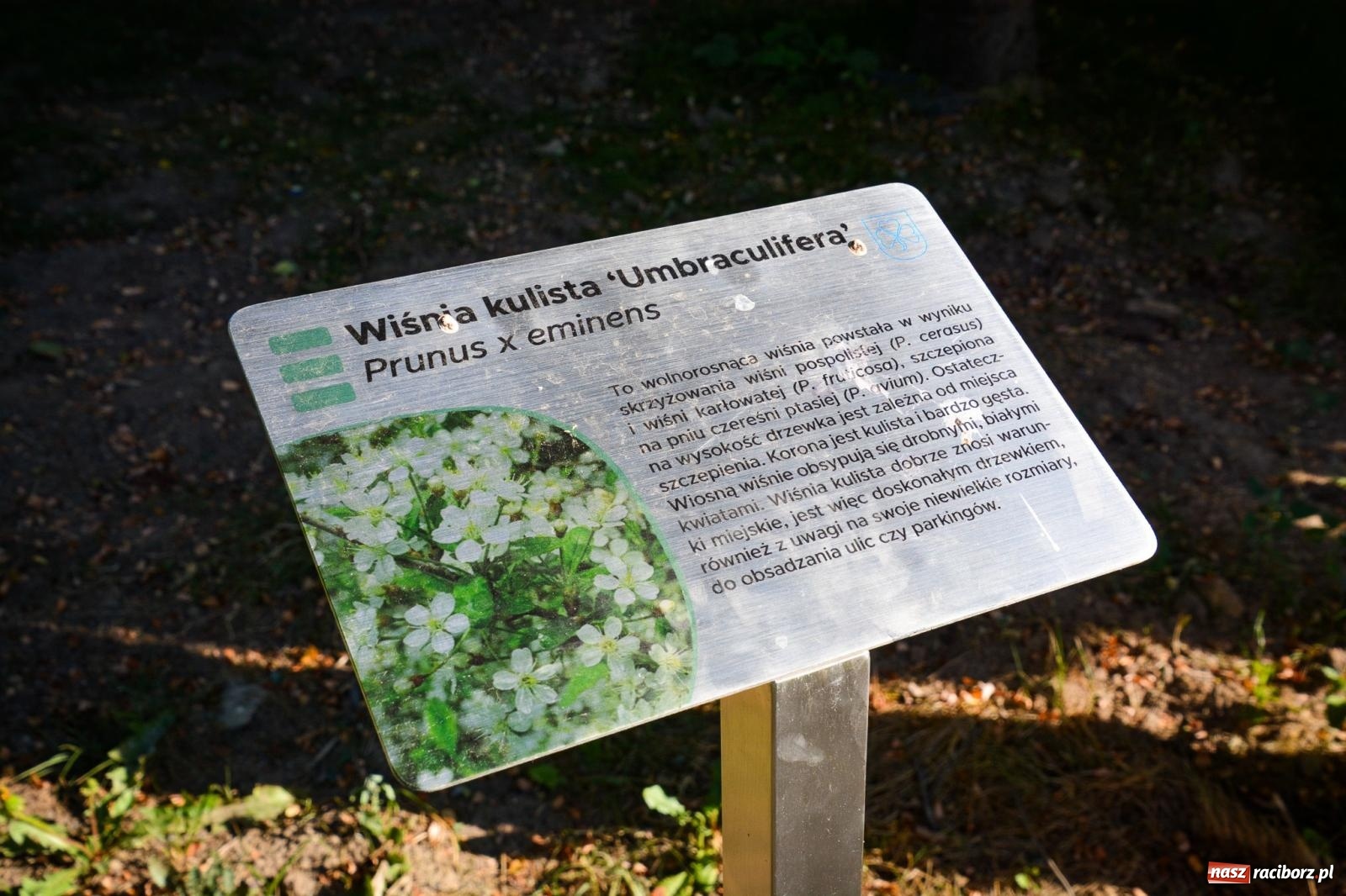 Zdjęcie w galerii na portalu naszraciborz.pl: Nowe, wyjątkowe miejsce na mapie powiatu raciborskiego. Z rajską jabłonią [FOTO i WIDEO] wiadomości z regionu