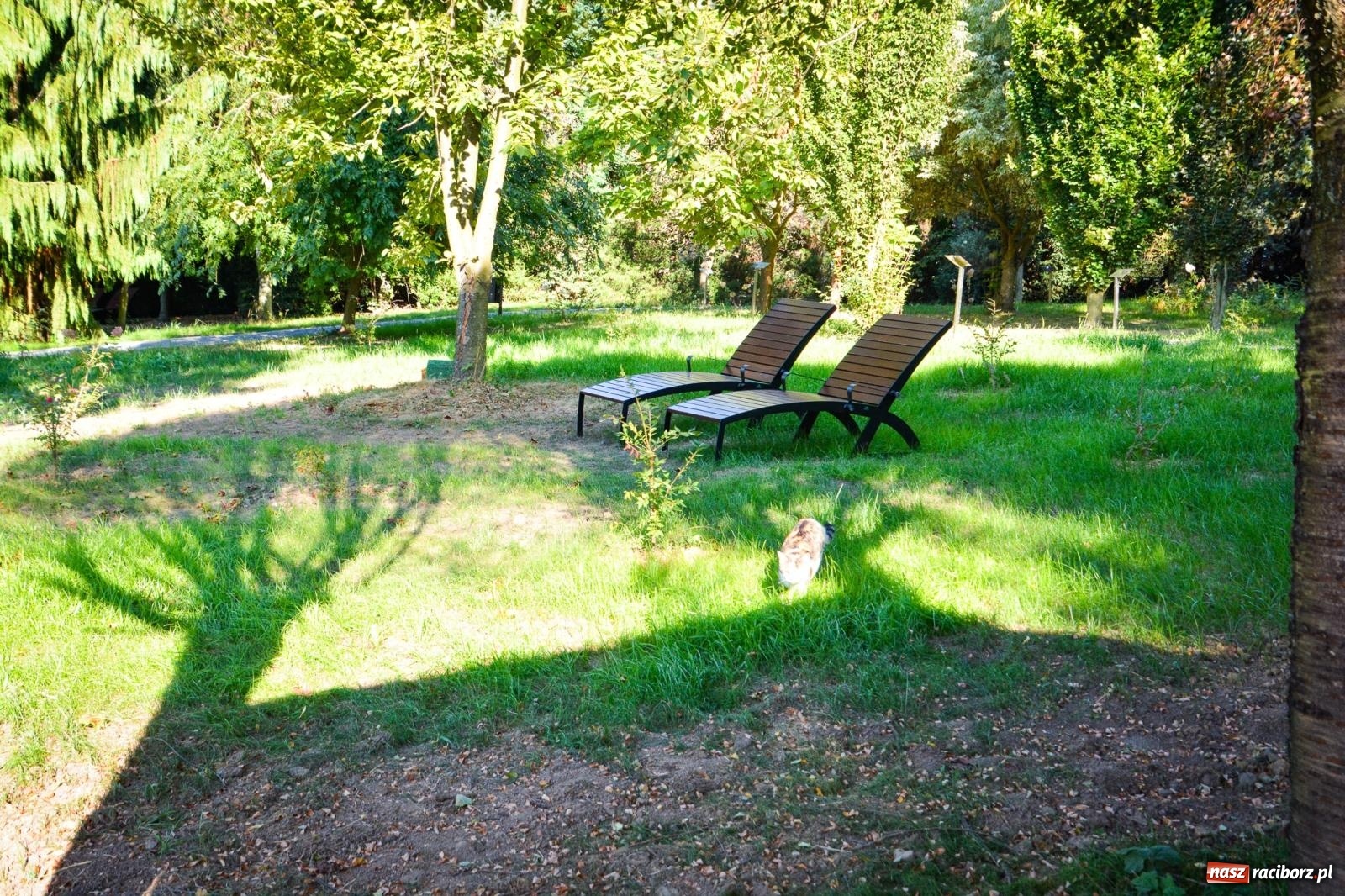 Zdjęcie w galerii na portalu naszraciborz.pl: Nowe, wyjątkowe miejsce na mapie powiatu raciborskiego. Z rajską jabłonią [FOTO i WIDEO] wiadomości z regionu