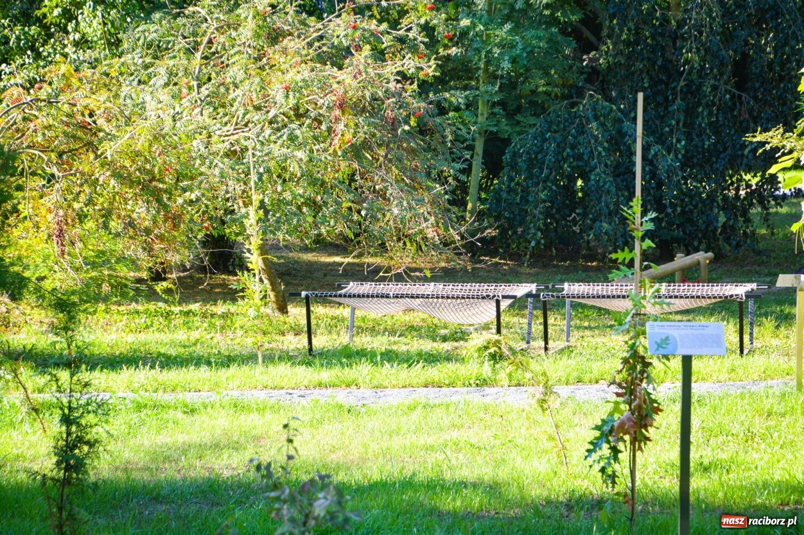 Zdjęcie w galerii na portalu naszraciborz.pl: Nowe, wyjątkowe miejsce na mapie powiatu raciborskiego. Z rajską jabłonią [FOTO i WIDEO] wiadomości z regionu