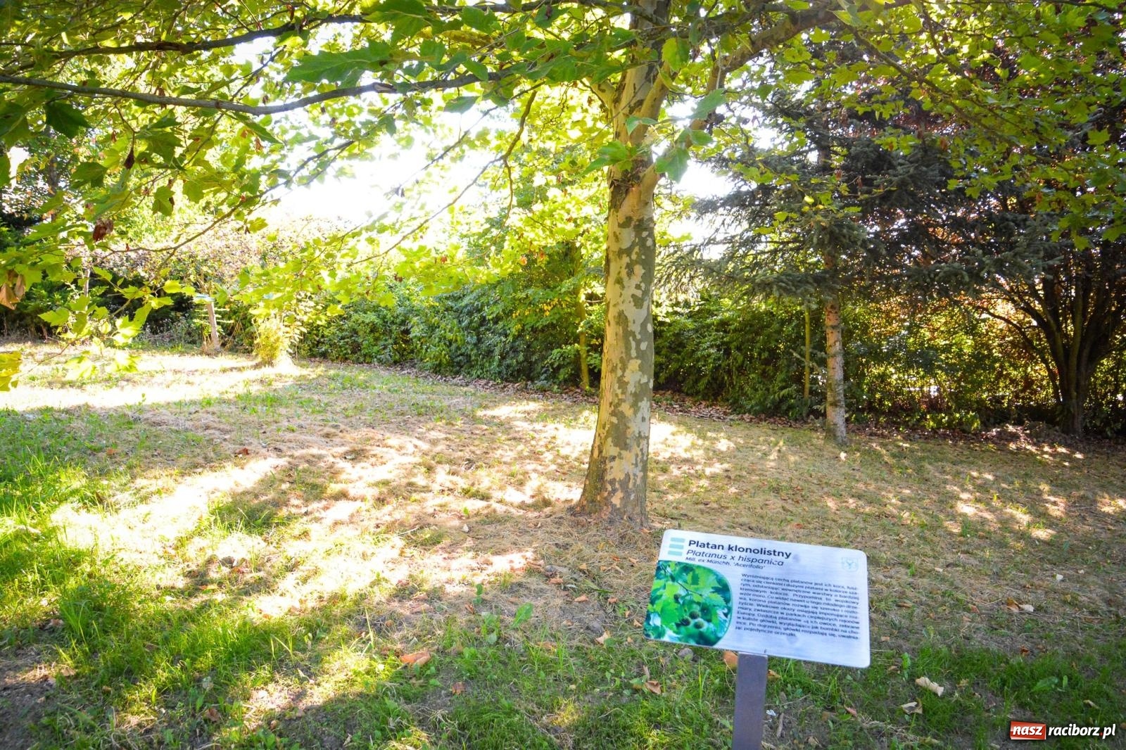 Zdjęcie w galerii na portalu naszraciborz.pl: Nowe, wyjątkowe miejsce na mapie powiatu raciborskiego. Z rajską jabłonią [FOTO i WIDEO] wiadomości z regionu