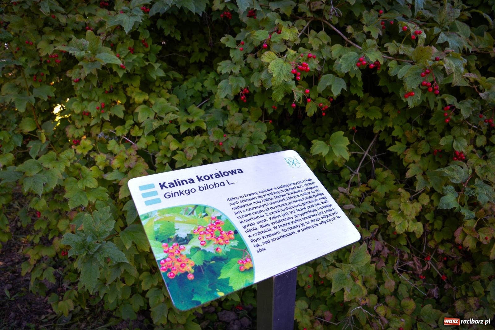 Zdjęcie w galerii na portalu naszraciborz.pl: Nowe, wyjątkowe miejsce na mapie powiatu raciborskiego. Z rajską jabłonią [FOTO i WIDEO] wiadomości z regionu