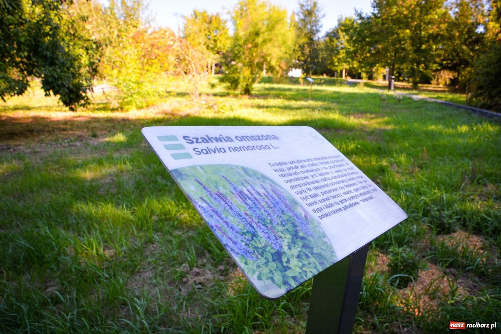 Zdjęcie w galerii na portalu naszraciborz.pl: Nowe, wyjątkowe miejsce na mapie powiatu raciborskiego. Z rajską jabłonią [FOTO i WIDEO] wiadomości z regionu