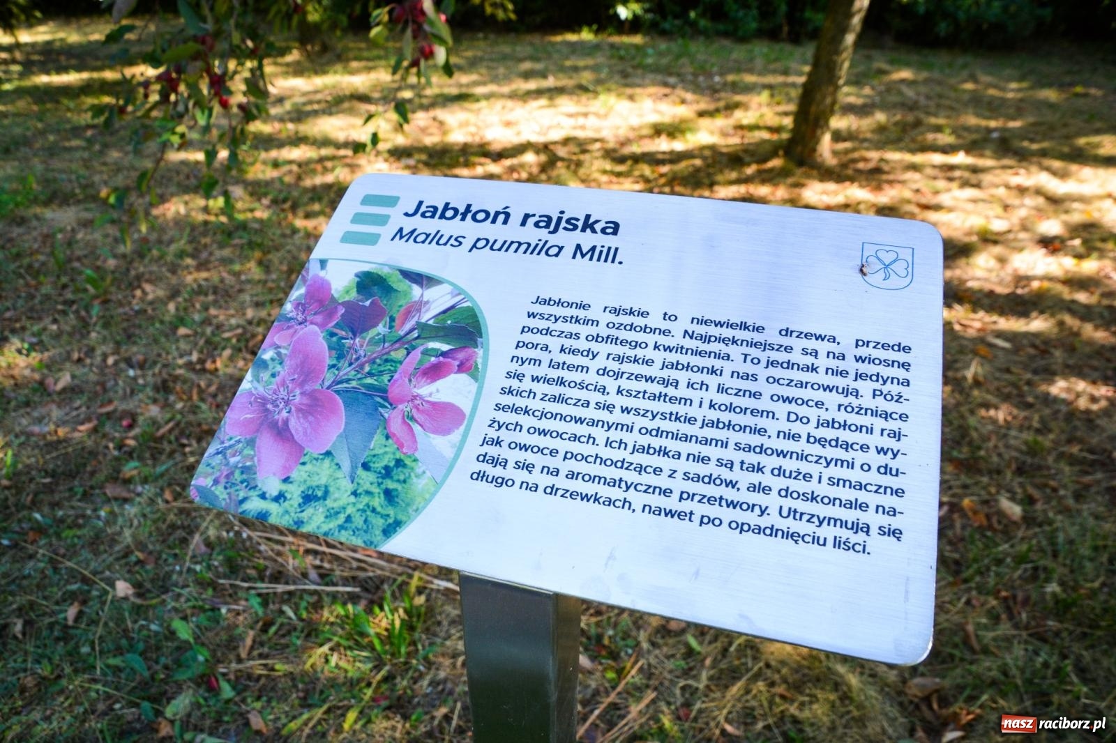 Zdjęcie w galerii na portalu naszraciborz.pl: Nowe, wyjątkowe miejsce na mapie powiatu raciborskiego. Z rajską jabłonią [FOTO i WIDEO] wiadomości z regionu