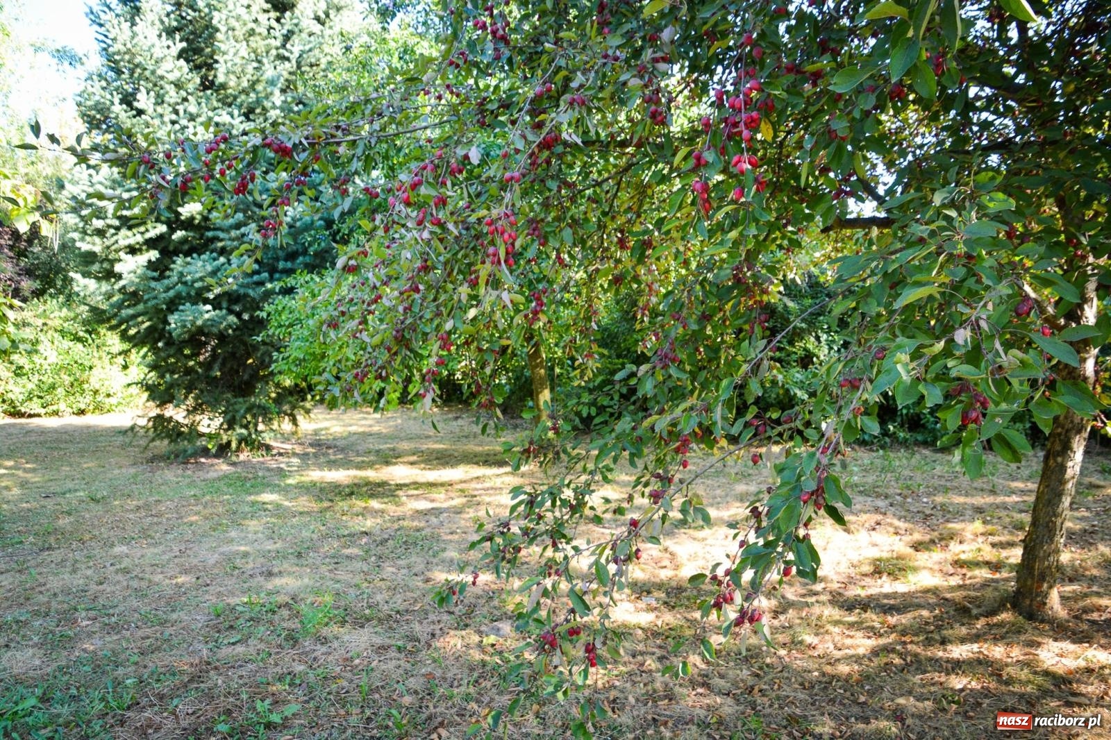 Zdjęcie w galerii na portalu naszraciborz.pl: Nowe, wyjątkowe miejsce na mapie powiatu raciborskiego. Z rajską jabłonią [FOTO i WIDEO] wiadomości z regionu