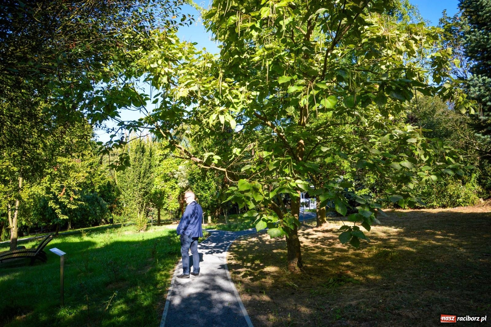 Zdjęcie w galerii na portalu naszraciborz.pl: Nowe, wyjątkowe miejsce na mapie powiatu raciborskiego. Z rajską jabłonią [FOTO i WIDEO] wiadomości z regionu