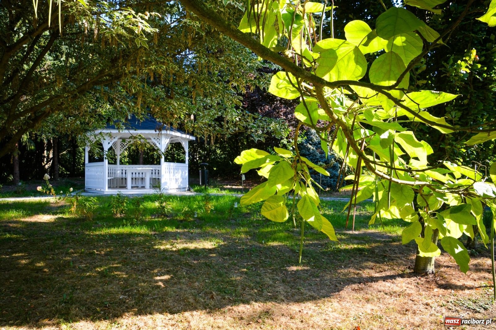 Zdjęcie w galerii na portalu naszraciborz.pl: Nowe, wyjątkowe miejsce na mapie powiatu raciborskiego. Z rajską jabłonią [FOTO i WIDEO] wiadomości z regionu