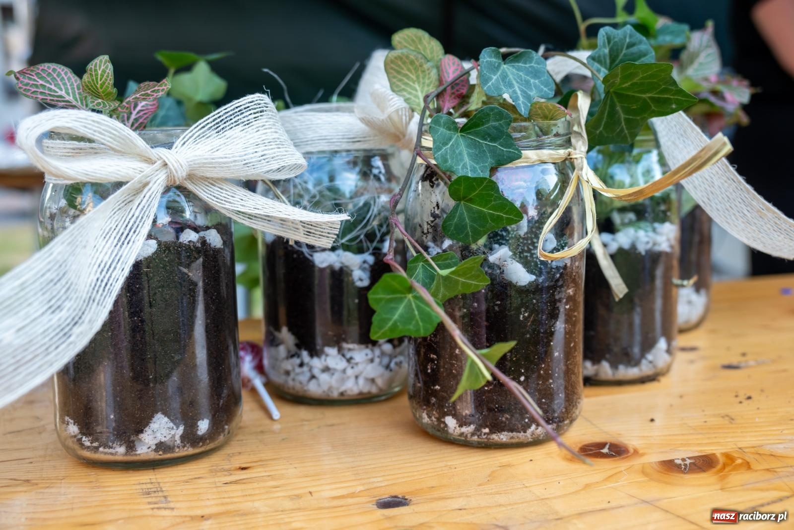 Zdjęcie w galerii na portalu naszraciborz.pl: Wkręceni w klimat. Sąsiedzki piknik ekologiczny w Bojanowie wiadomości z regionu