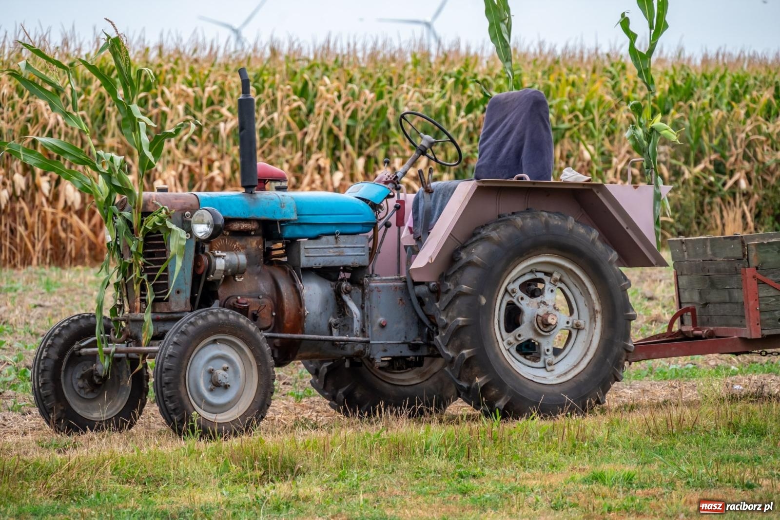Zdjęcie w galerii na portalu naszraciborz.pl: Dożynki w Rudyszwałdzie. Kolorowy pokaz maszyn rolniczych z weneckim akcentem [FOTO i WIDEO] wiadomości z regionu