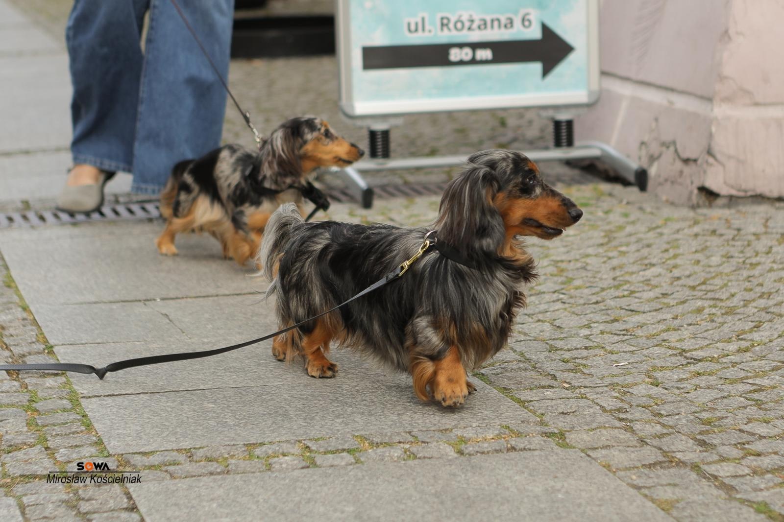 Zdjęcie w galerii na portalu naszraciborz.pl: Magia nauki na ulicy Długiej. IV Festiwal Odkrywców zachwycił Racibórz wiadomości z regionu