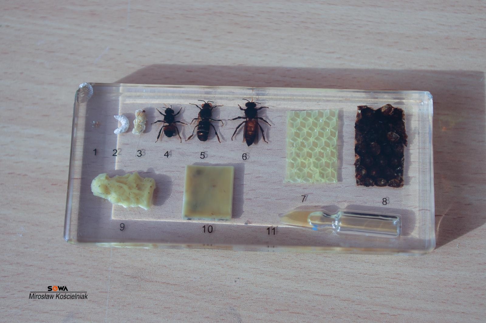 Zdjęcie w galerii na portalu naszraciborz.pl: Magia nauki na ulicy Długiej. IV Festiwal Odkrywców zachwycił Racibórz wiadomości z regionu