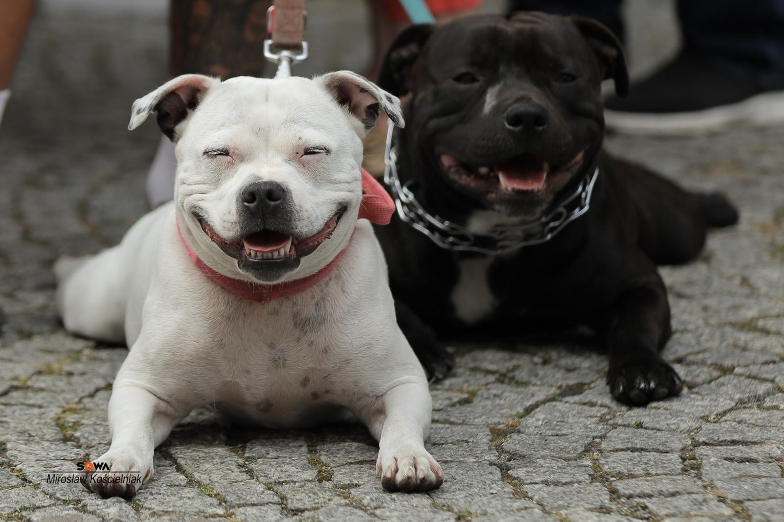 Zdjęcie w galerii na portalu naszraciborz.pl: Magia nauki na ulicy Długiej. IV Festiwal Odkrywców zachwycił Racibórz wiadomości z regionu