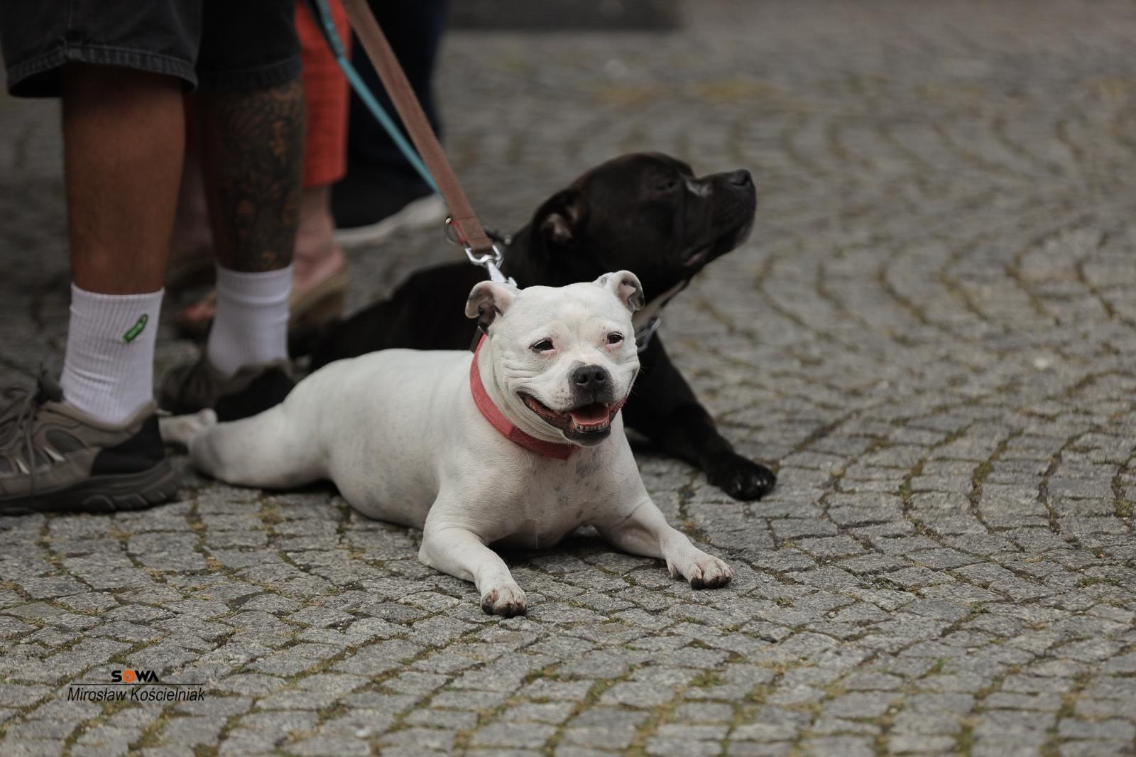 Zdjęcie w galerii na portalu naszraciborz.pl: Magia nauki na ulicy Długiej. IV Festiwal Odkrywców zachwycił Racibórz wiadomości z regionu