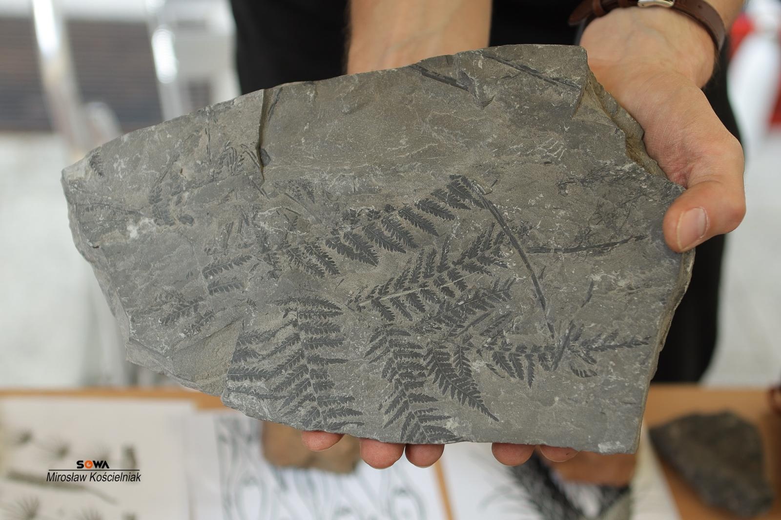 Zdjęcie w galerii na portalu naszraciborz.pl: Magia nauki na ulicy Długiej. IV Festiwal Odkrywców zachwycił Racibórz wiadomości z regionu