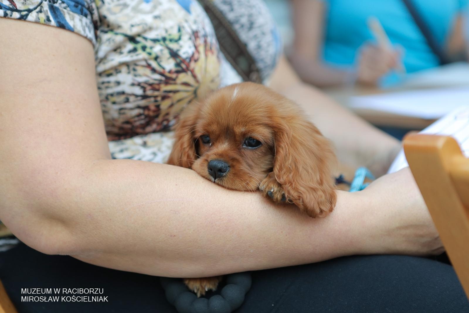 Zdjęcie w galerii na portalu naszraciborz.pl: Polsko-czeski festiwal tradycji i rzemiosł ożywił ul. Długą w Raciborzu wiadomości z regionu