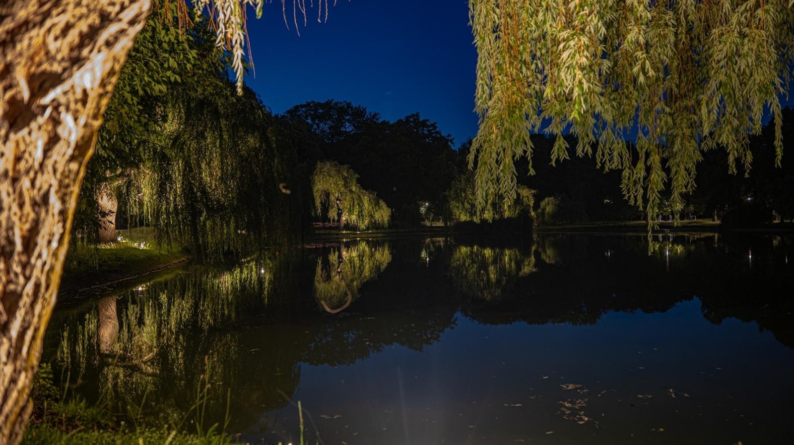Zdjęcie w galerii na portalu naszraciborz.pl: Kontrowersje wokół podświetlania drzew w parku Roth. Ekologia kontra estetyka wiadomości z regionu