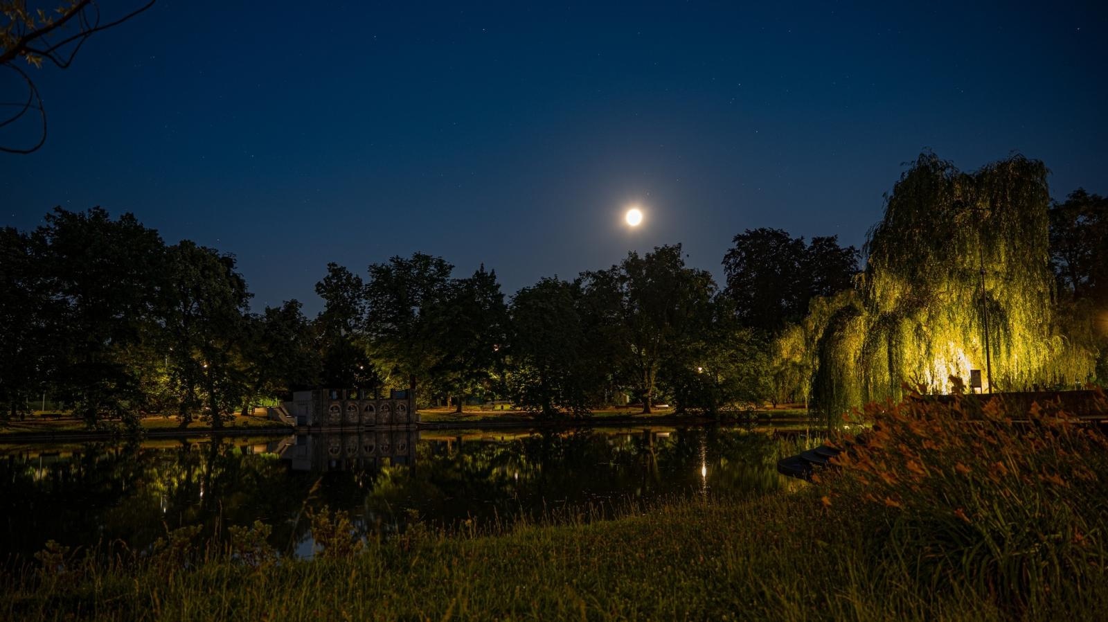 Zdjęcie w galerii na portalu naszraciborz.pl: Kontrowersje wokół podświetlania drzew w parku Roth. Ekologia kontra estetyka wiadomości z regionu