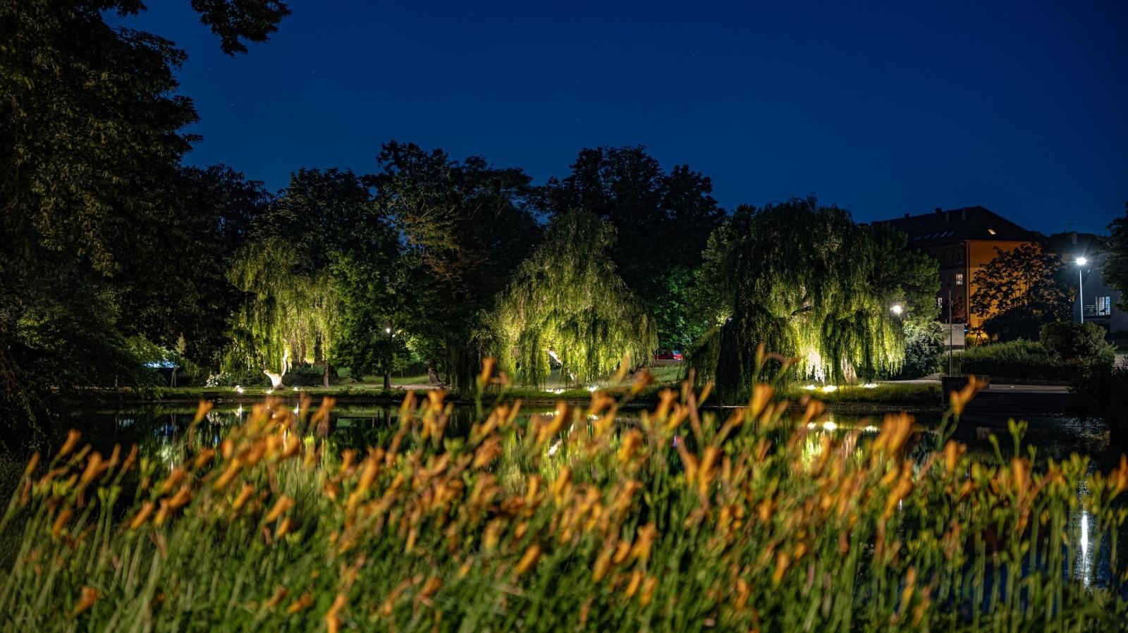 Zdjęcie w galerii na portalu naszraciborz.pl: Kontrowersje wokół podświetlania drzew w parku Roth. Ekologia kontra estetyka wiadomości z regionu