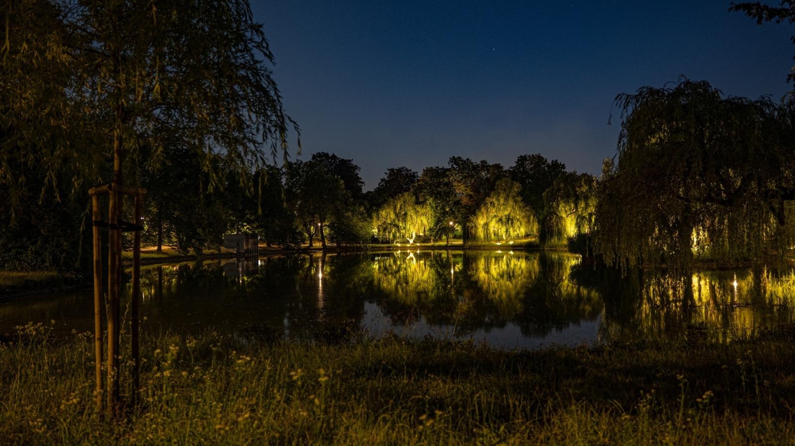 Zdjęcie w galerii na portalu naszraciborz.pl: Kontrowersje wokół podświetlania drzew w parku Roth. Ekologia kontra estetyka wiadomości z regionu