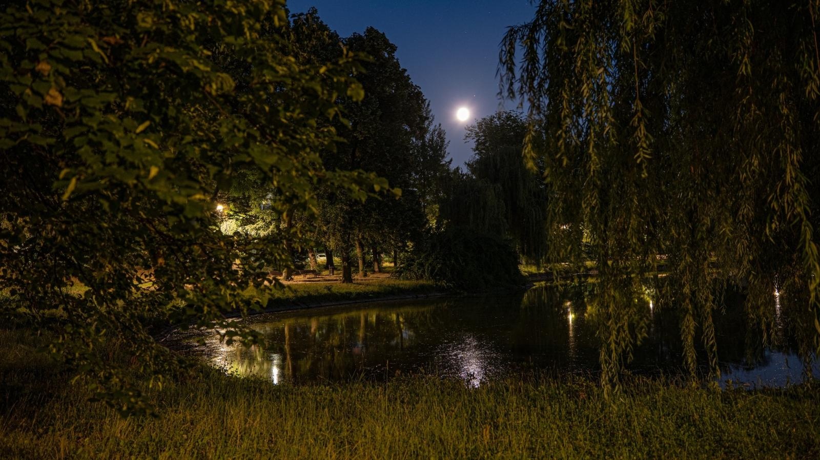 Zdjęcie w galerii na portalu naszraciborz.pl: Kontrowersje wokół podświetlania drzew w parku Roth. Ekologia kontra estetyka wiadomości z regionu