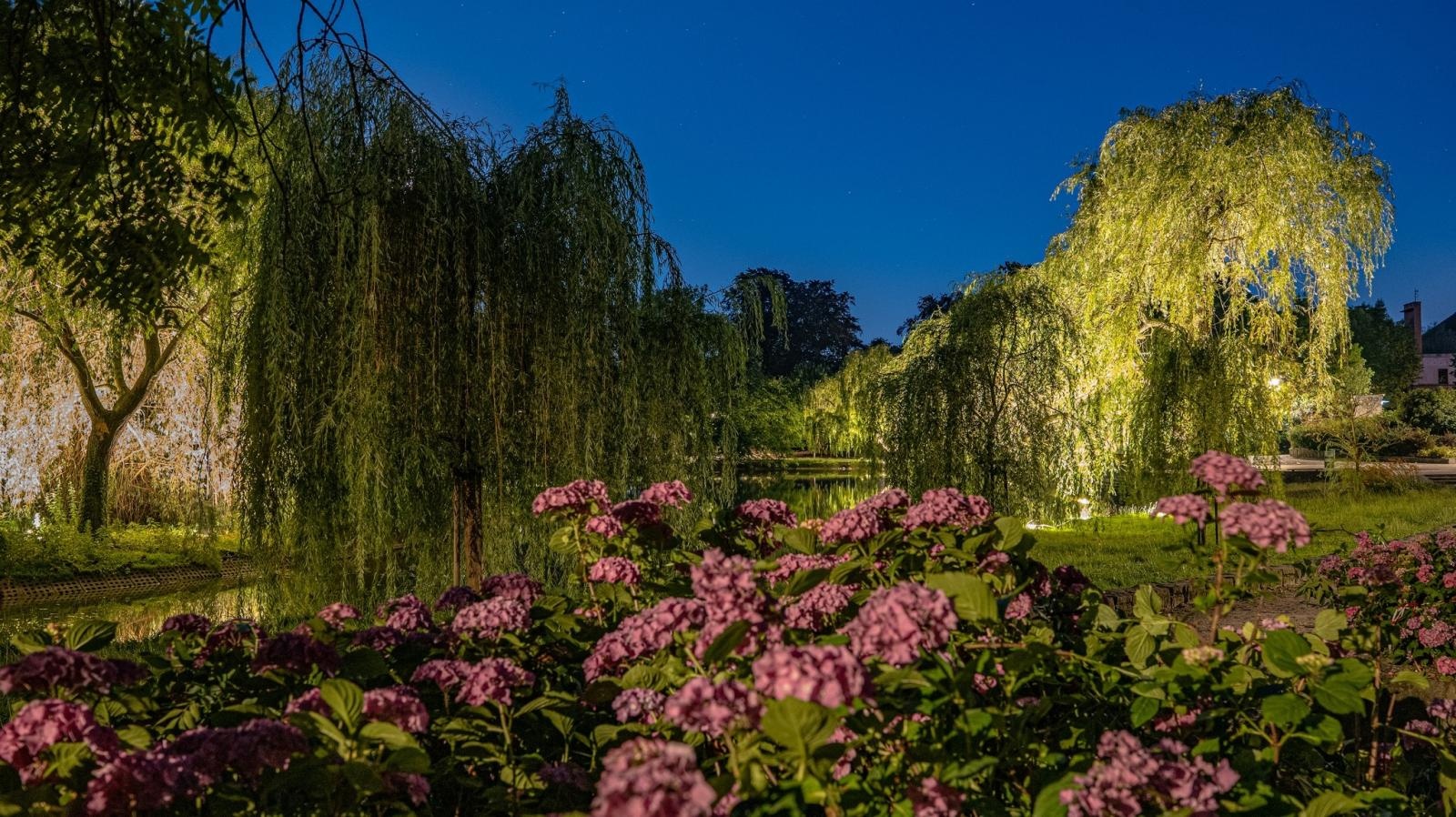 Zdjęcie w galerii na portalu naszraciborz.pl: Kontrowersje wokół podświetlania drzew w parku Roth. Ekologia kontra estetyka wiadomości z regionu