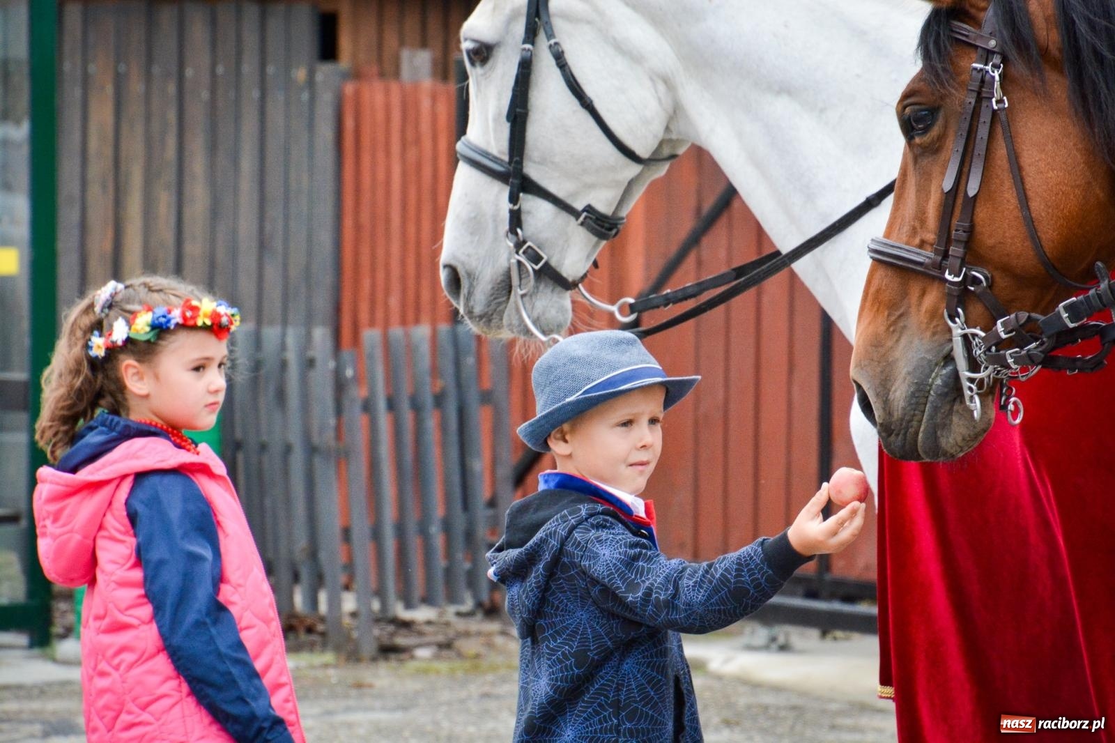 Zdjęcie w galerii na portalu naszraciborz.pl: Siedliska świętują dożynki gminno-powiatowe. Korowód, koncerty i Bitwa smaków [FOTO i WIDEO] wiadomości z regionu