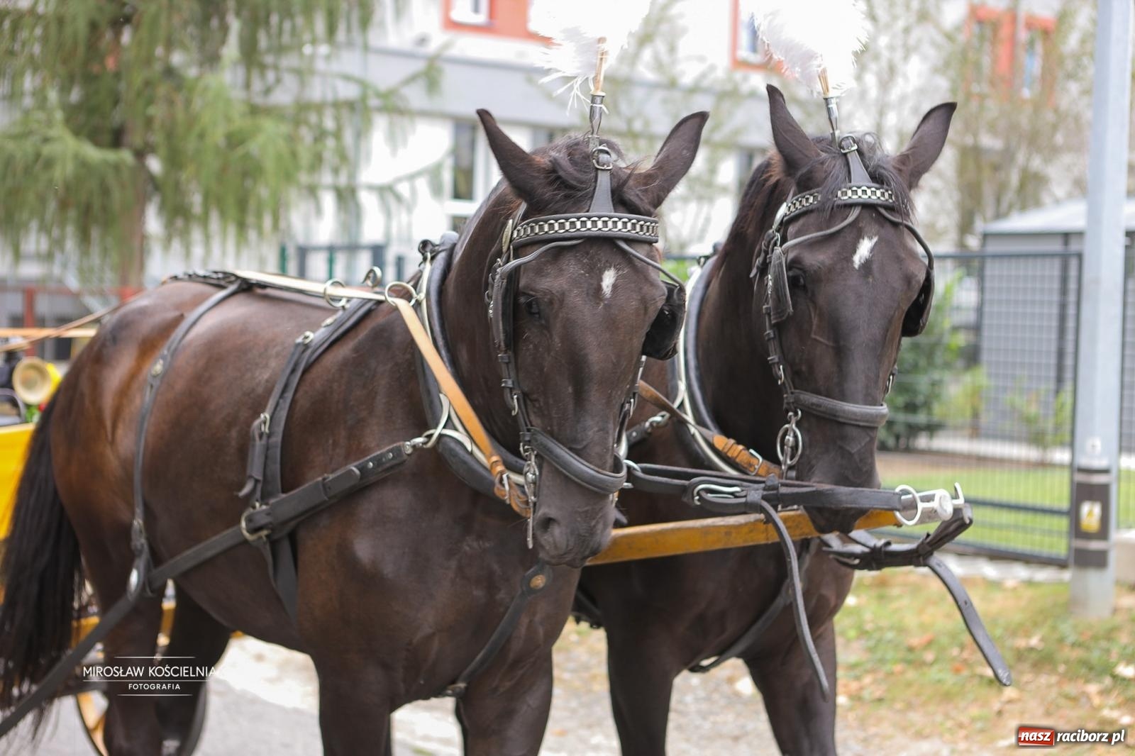 Zdjęcie w galerii na portalu naszraciborz.pl: Racibórz świętował dożynki miejskie na Zamku Piastowskim. Diiya na finał wiadomości z regionu