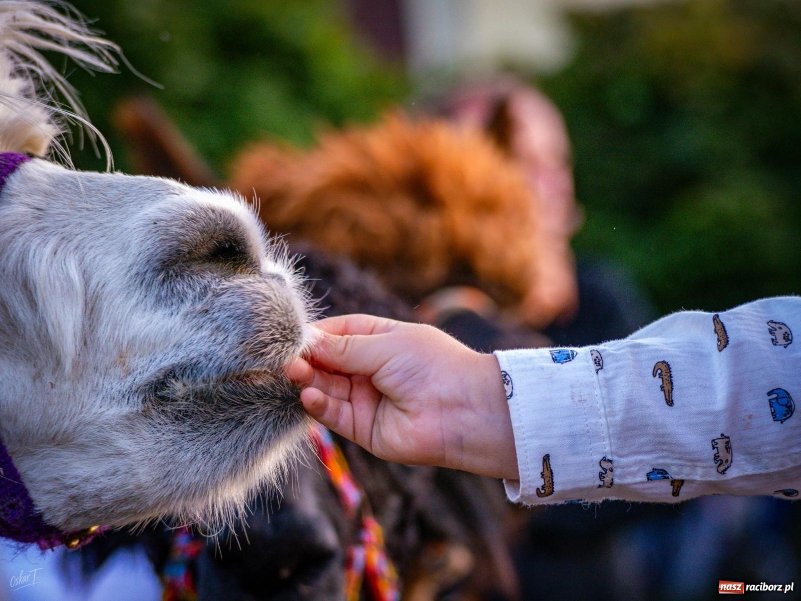 Zdjęcie w galerii na portalu naszraciborz.pl: Dożynki w Nędzy – święto plonów z muzyką i tańcem na bis! wiadomości z regionu