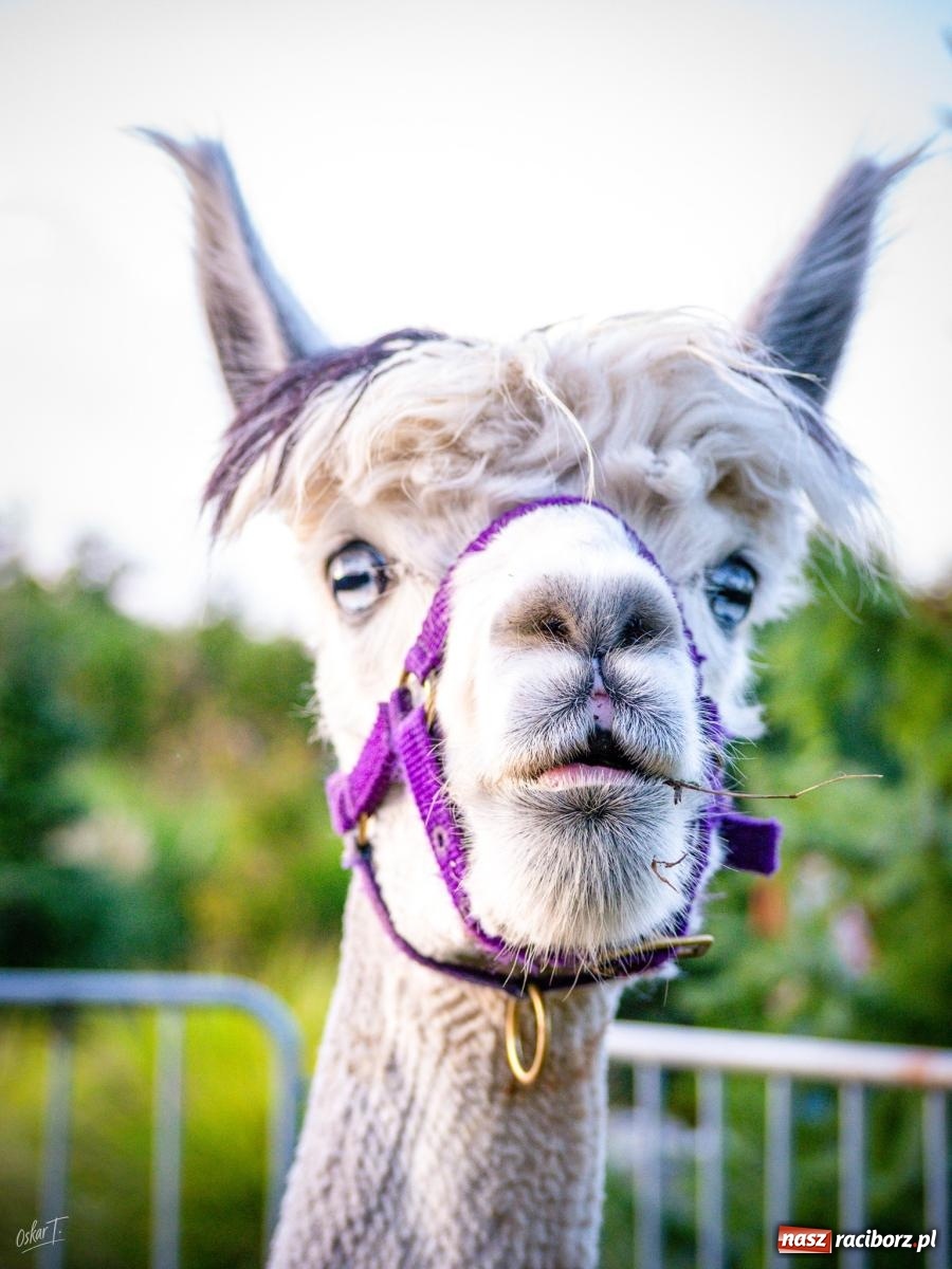 Zdjęcie w galerii na portalu naszraciborz.pl: Dożynki w Nędzy – święto plonów z muzyką i tańcem na bis! wiadomości z regionu