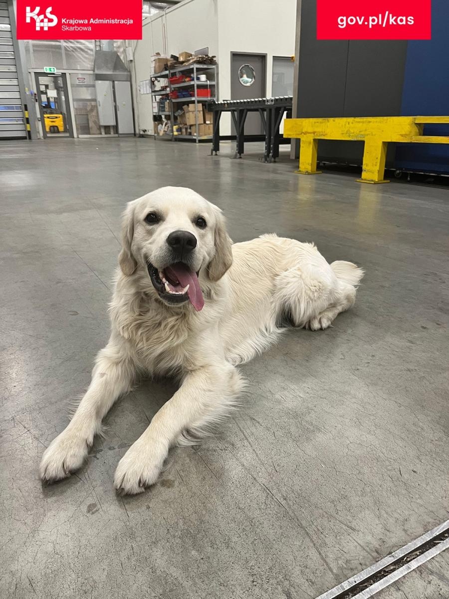 Zdjęcie w galerii na portalu naszraciborz.pl: Grasz w zielone? Marihuana w popularnej grze planszowej wiadomości z regionu
