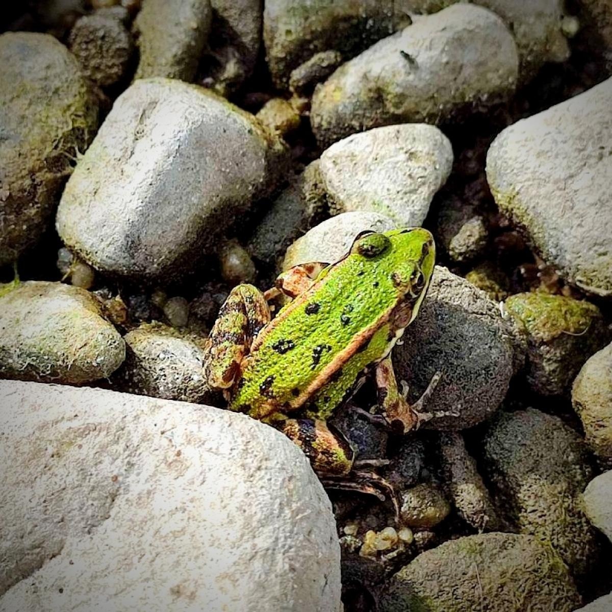 Zdjęcie w galerii na portalu naszraciborz.pl: Letni spływ kajakowy po Meandrach Odry z ornitologiem Tomaszem wiadomości z regionu