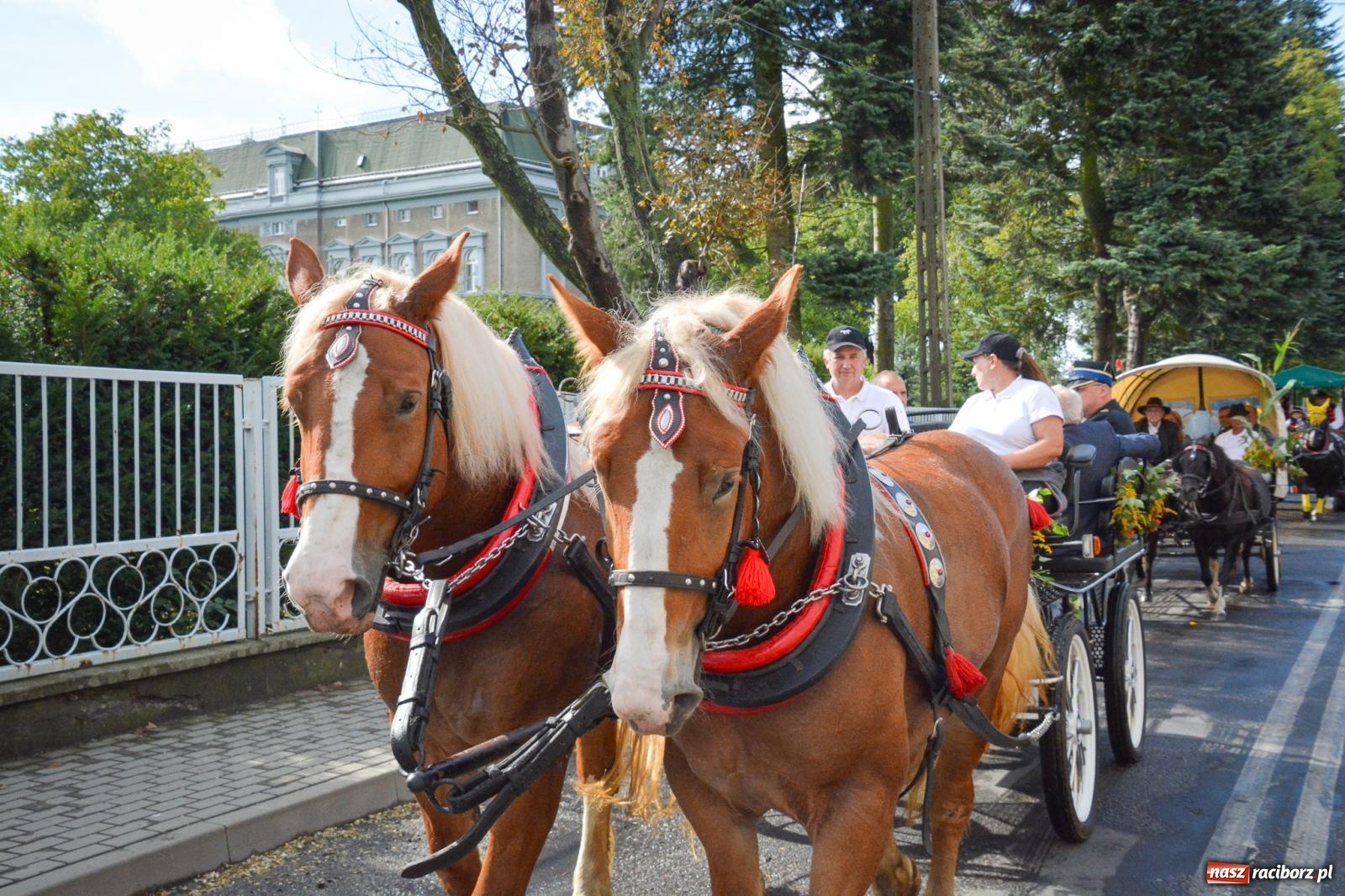 Zdjęcie w galerii na portalu naszraciborz.pl: Pogrzebień gospodarzem dożynek gminnych. Jeden z największych korowodów w powiecie [FOTO i WIDEO] wiadomości z regionu