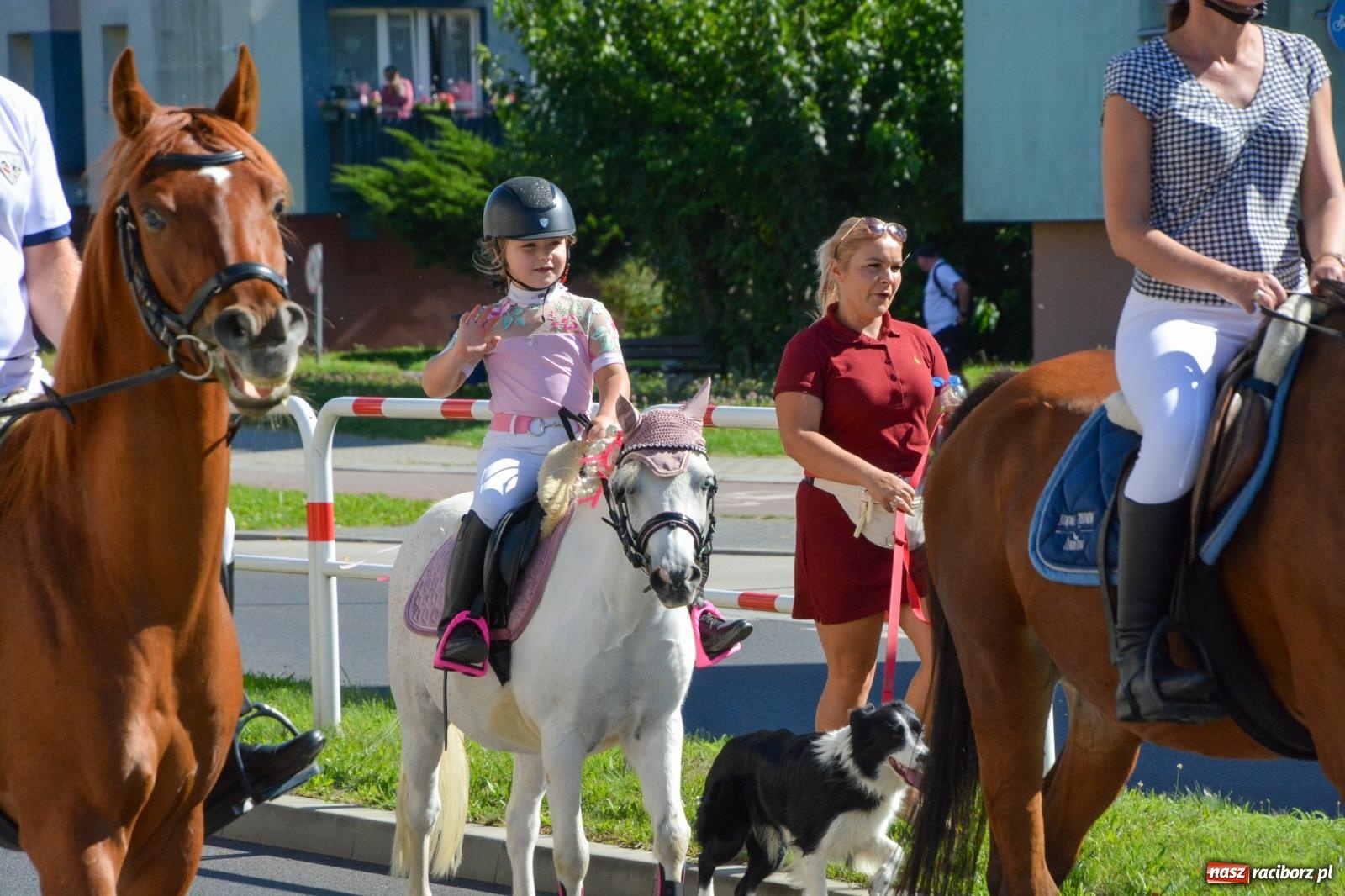 Zdjęcie w galerii na portalu naszraciborz.pl: Hubertus na Ostrogu. Jeźdźcy, bryczki i pogoń za lisem w Raciborzu wiadomości z regionu